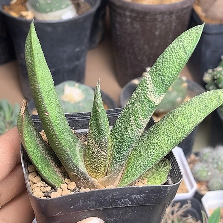 大型卧牛一颗一颗一颗