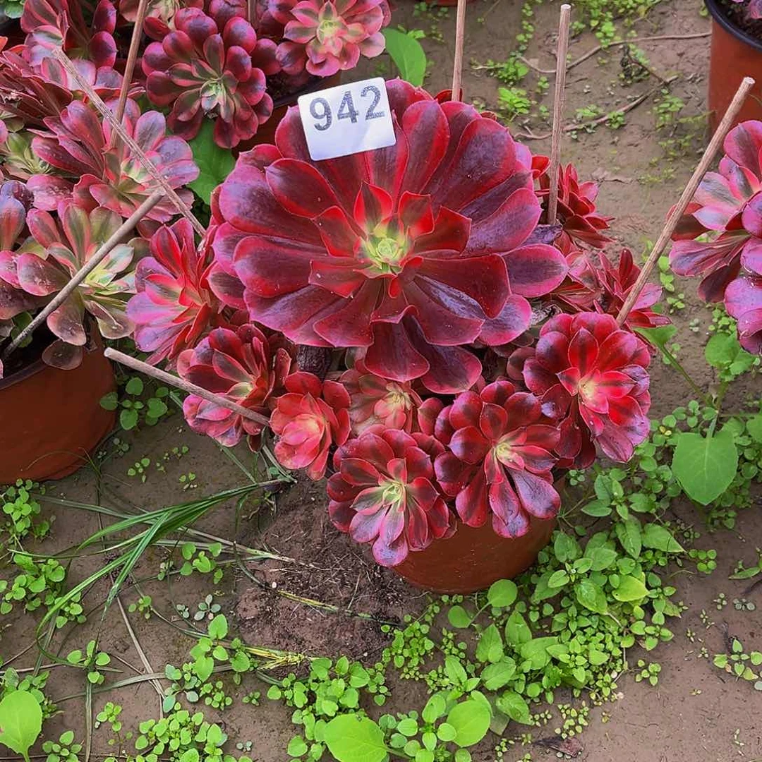 可**乐美杜莎一物一拍942