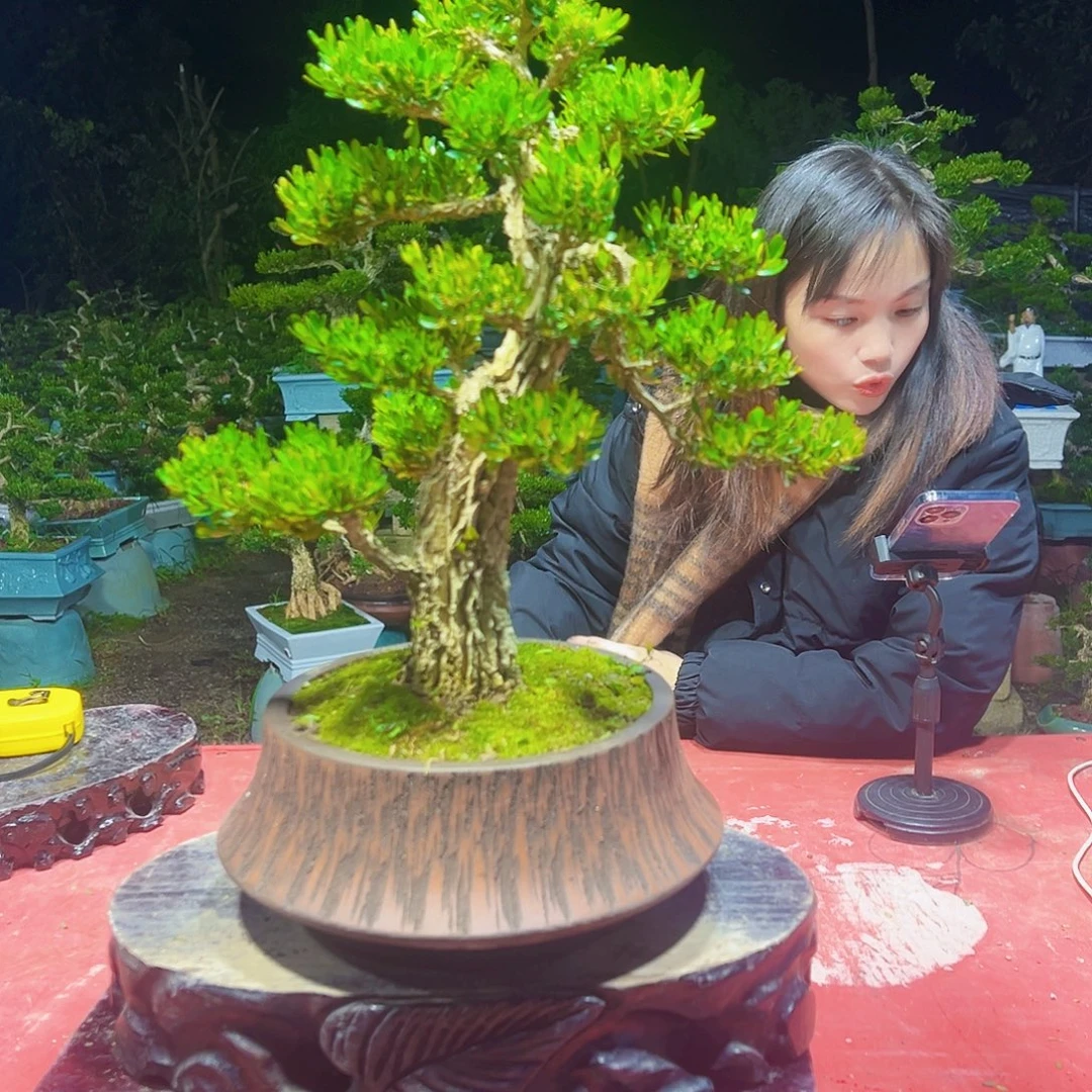 无花朵广东黄杨盆景