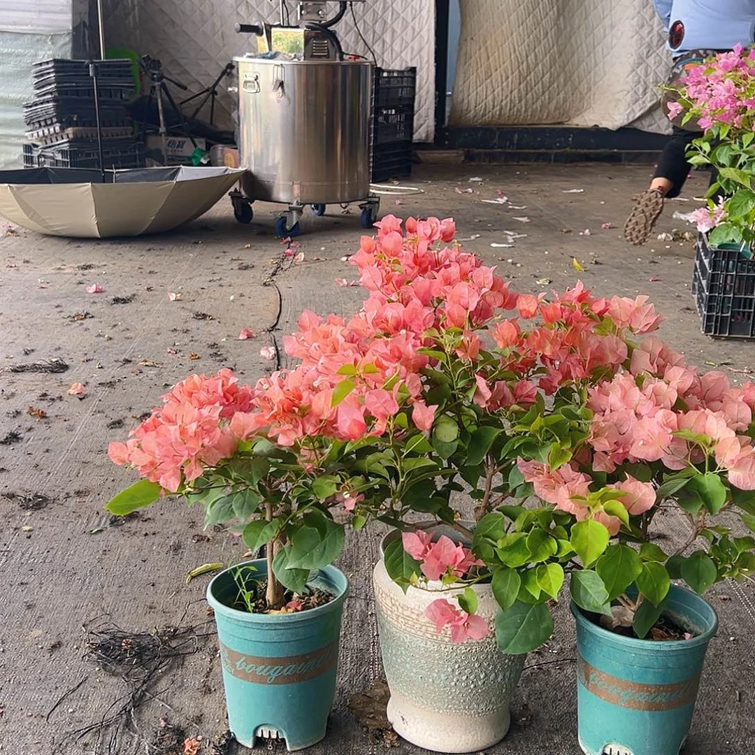 当前无花栽培后可以开花不甜西瓜中一颗