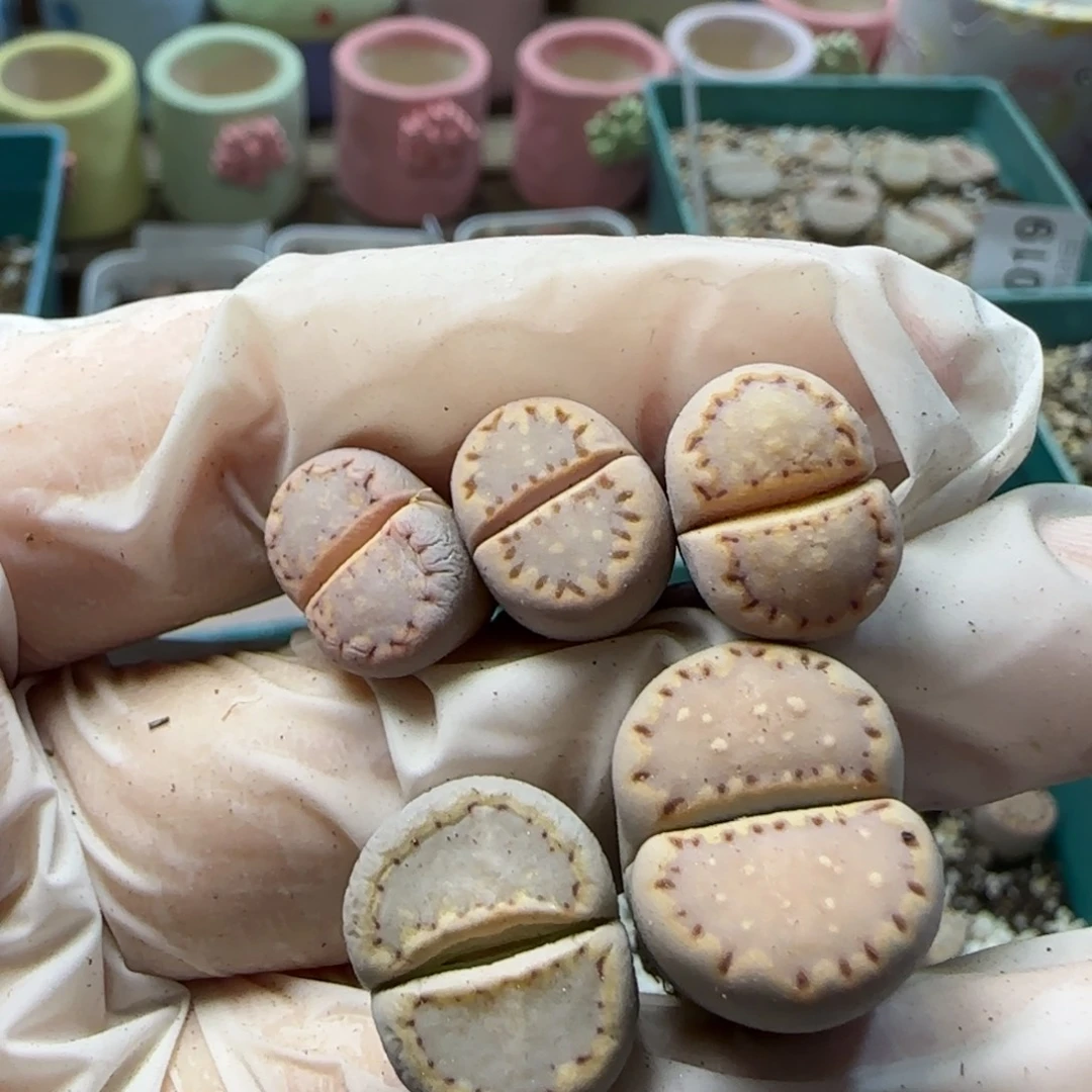 1。12。7029。c 24饼干。小鼻噶。捡漏福利