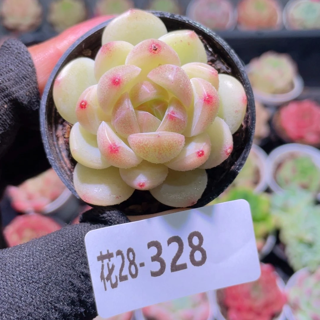 花利美28-328新品