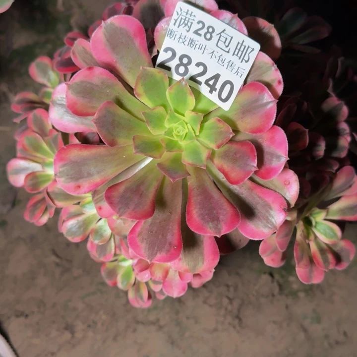 28240南美杜莎多肉植物