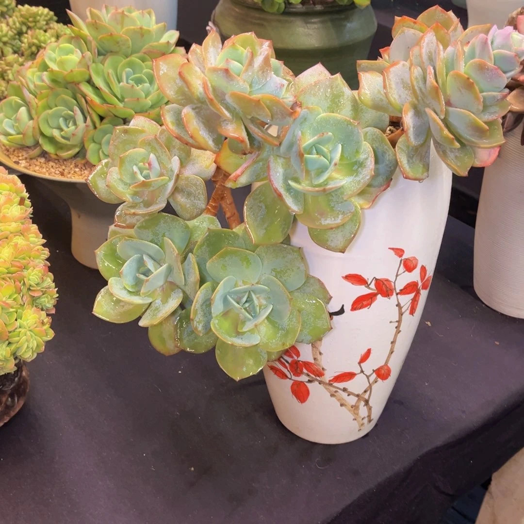 燕*子白凤老桩带盆物流到付