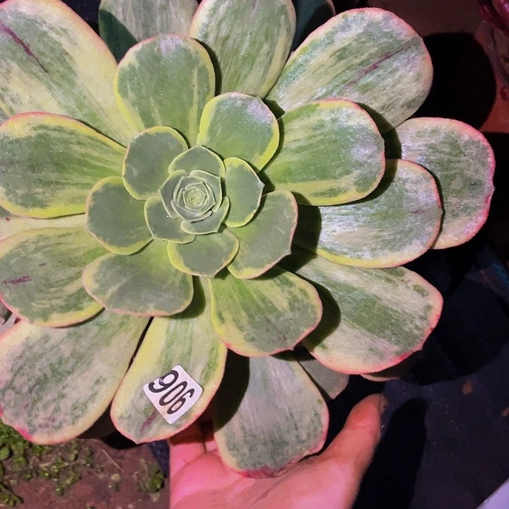 906玉龙雪山多肉植物