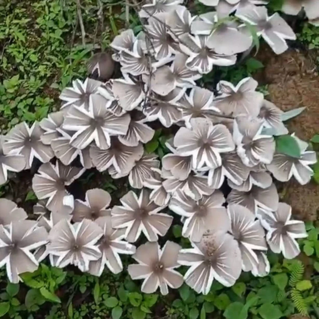 鸡枞菌菌种菌包野生三塔菌原种批发阳台盆栽爆款家庭四季种植种子
