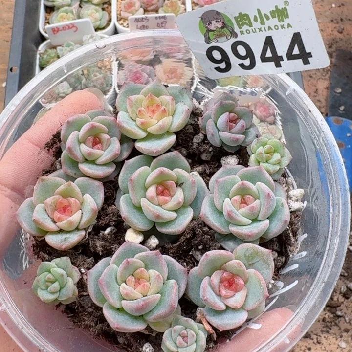 多肉植物多肉植物