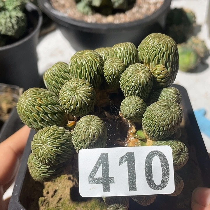 自根精巧玩群生一颗410