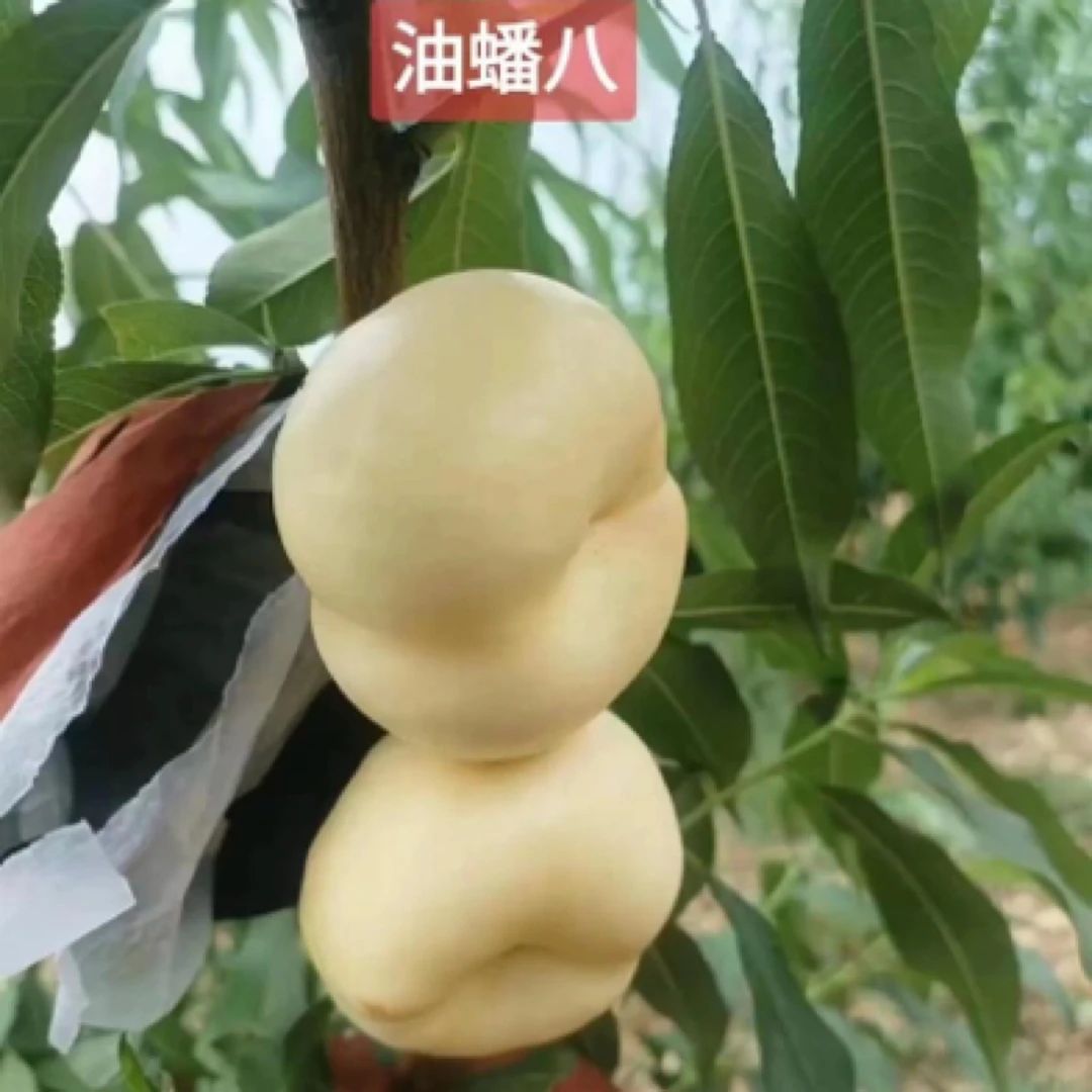 【顺丰包邮】蒙阴蜜桃大白奶油蟠油蟠八油蟠桃新鲜应季好吃软糯香甜