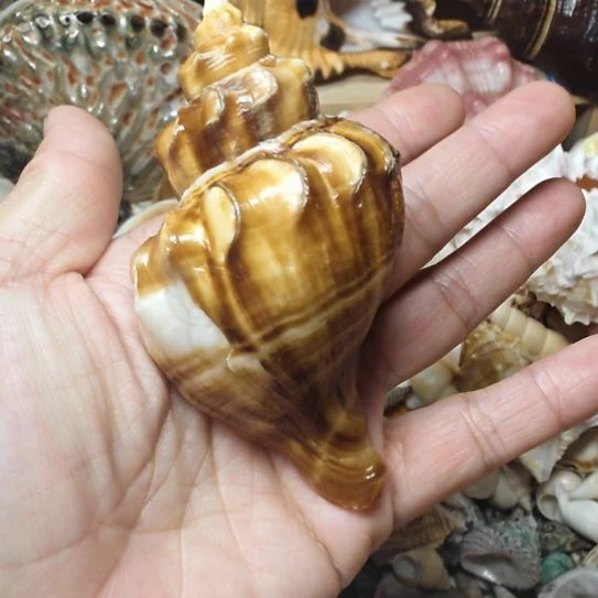 石材天然海螺风车螺3.8口径