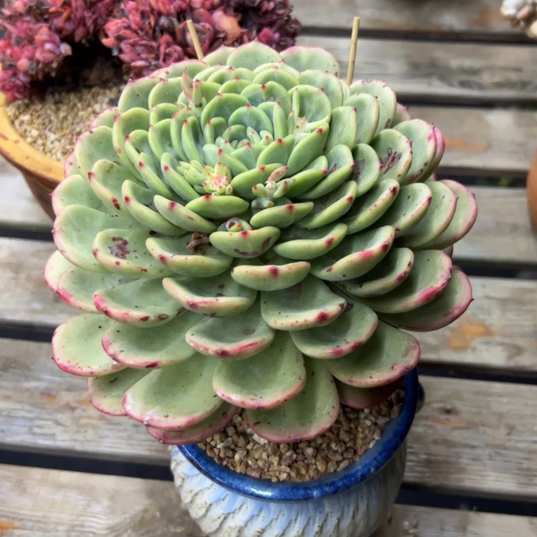 三文鱼18 零零多肉植物