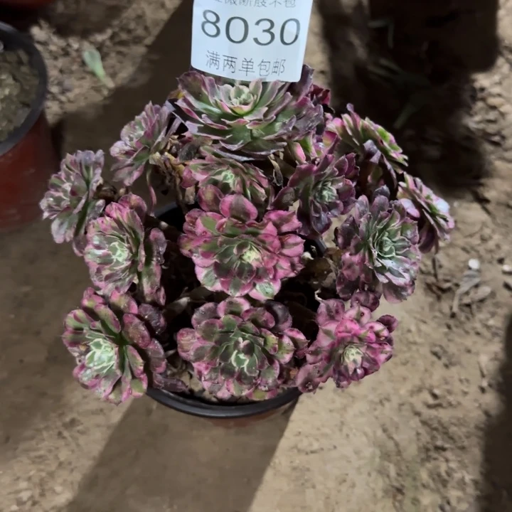 8030霁月多肉植物