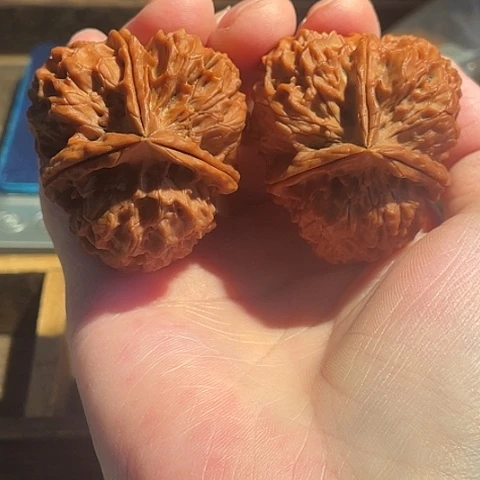 把件文玩核桃凤凰牡丹带彩44