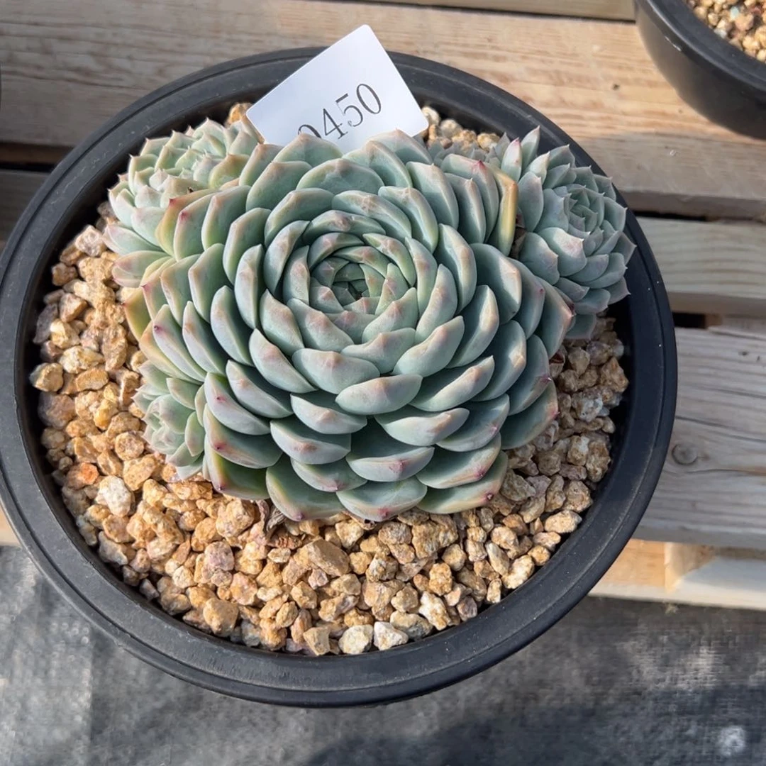 柠*黄0450多肉多多多多多