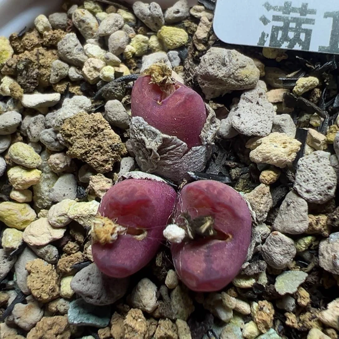 【闪购商品】749……