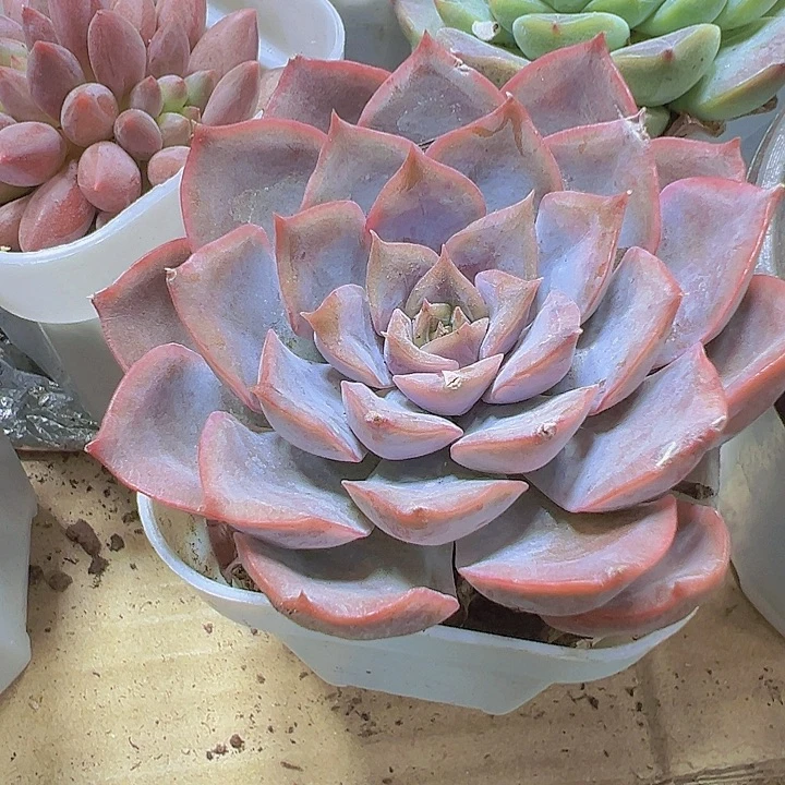 大菲欧娜19包邮多肉植物