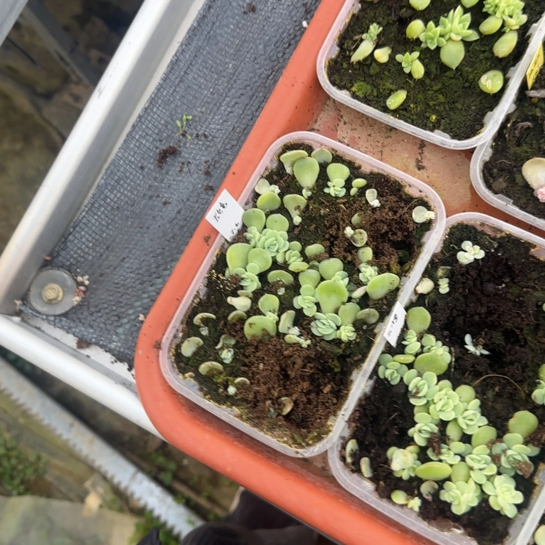 玉镜穴1个满25包邮