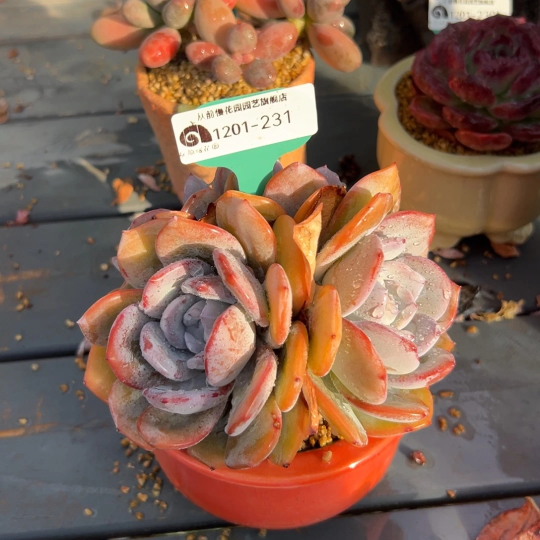 从前慢花园多肉编号1201-231