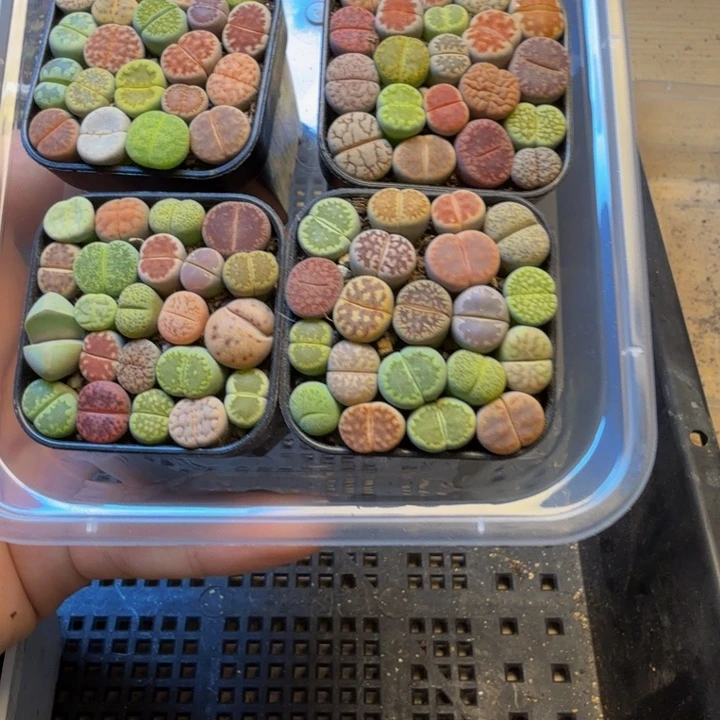七***妹多肉植物的生长发育29