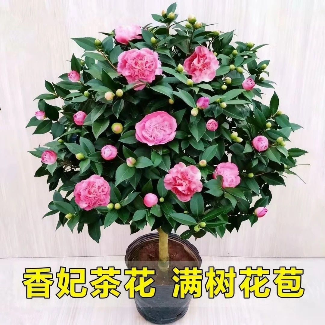 四季开花耐寒茶花盆栽适用于阳台庭院好养花卉