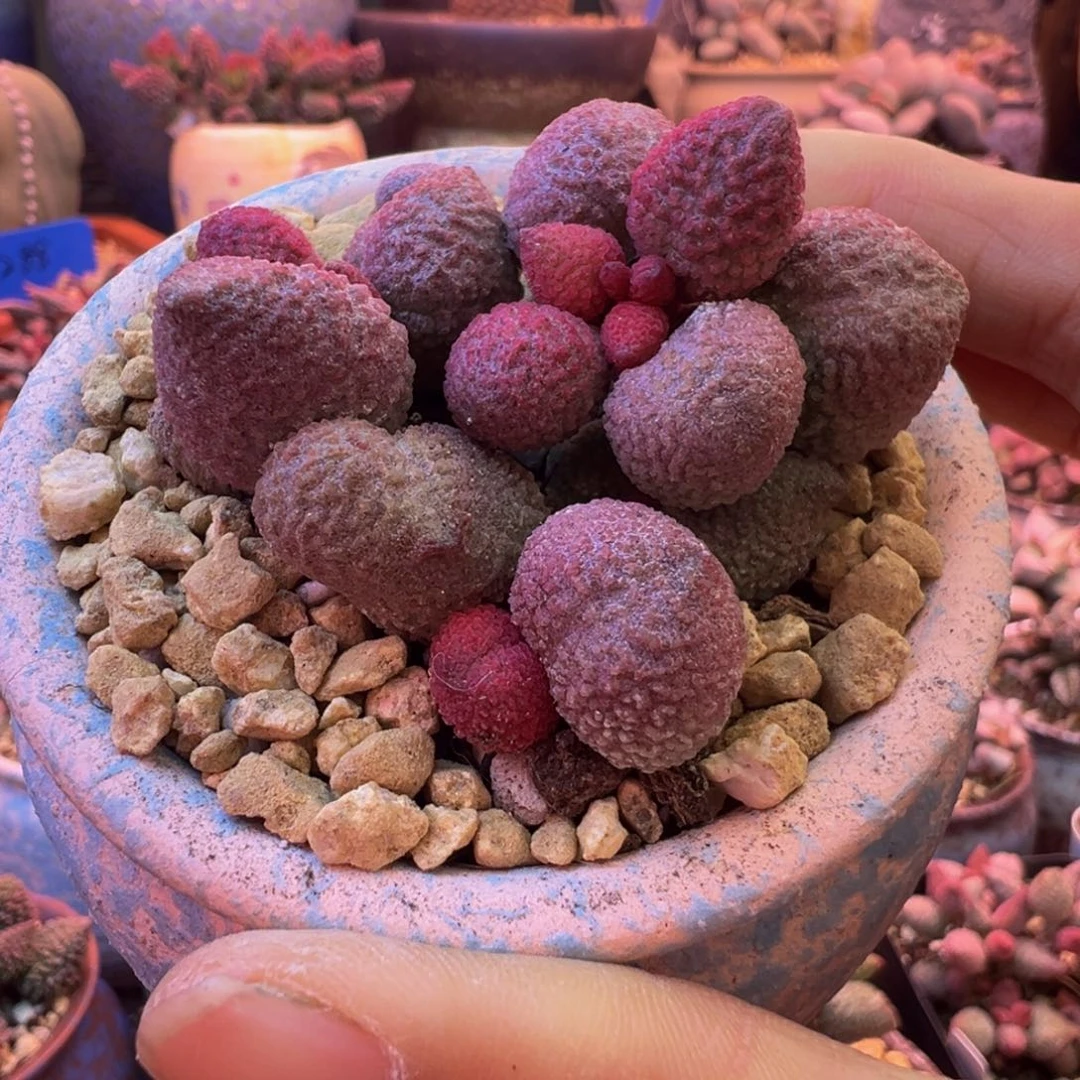S***s我们都是一群很努力很认真