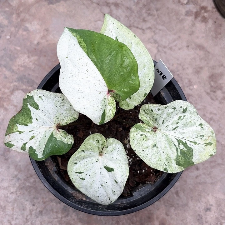 78-0208薄荷糖彩叶芋广东现货