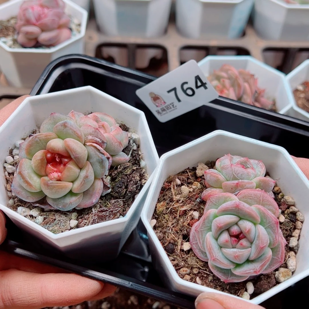 当前无花朵，栽培后可花朵