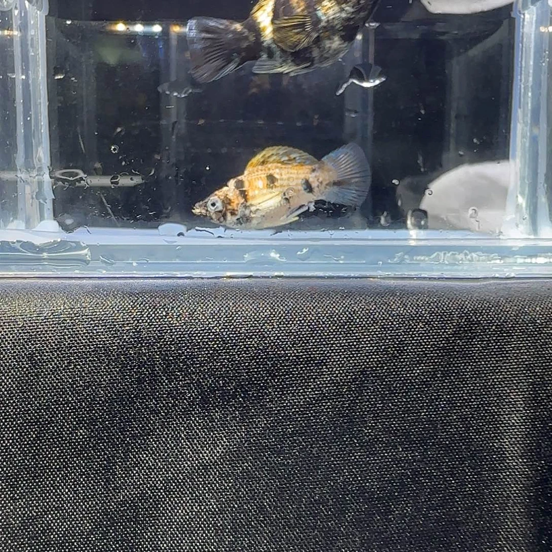 孔雀鱼关注主播可以竞拍