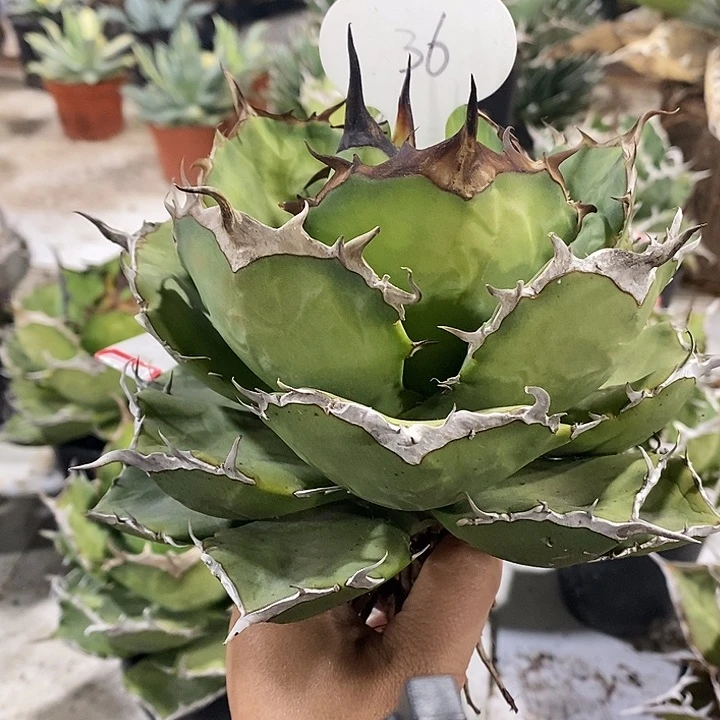 R*36玫瑰111111111111