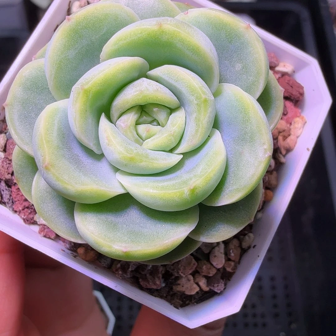 宝宝绿开播福利二十包邮