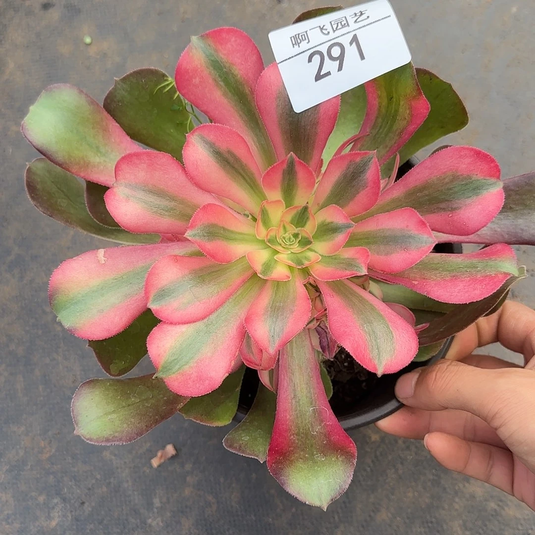 墨***柳291多肉  香妃法师