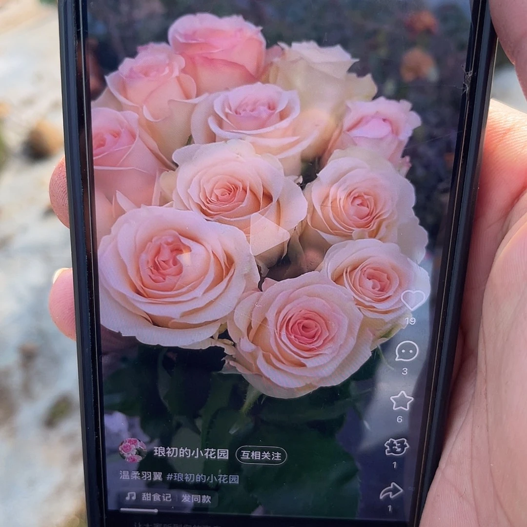 无花朵———温柔羽翼 福利款