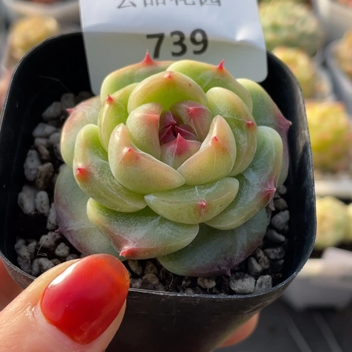 松***果739号糖心冰心珍妮 绿菩提