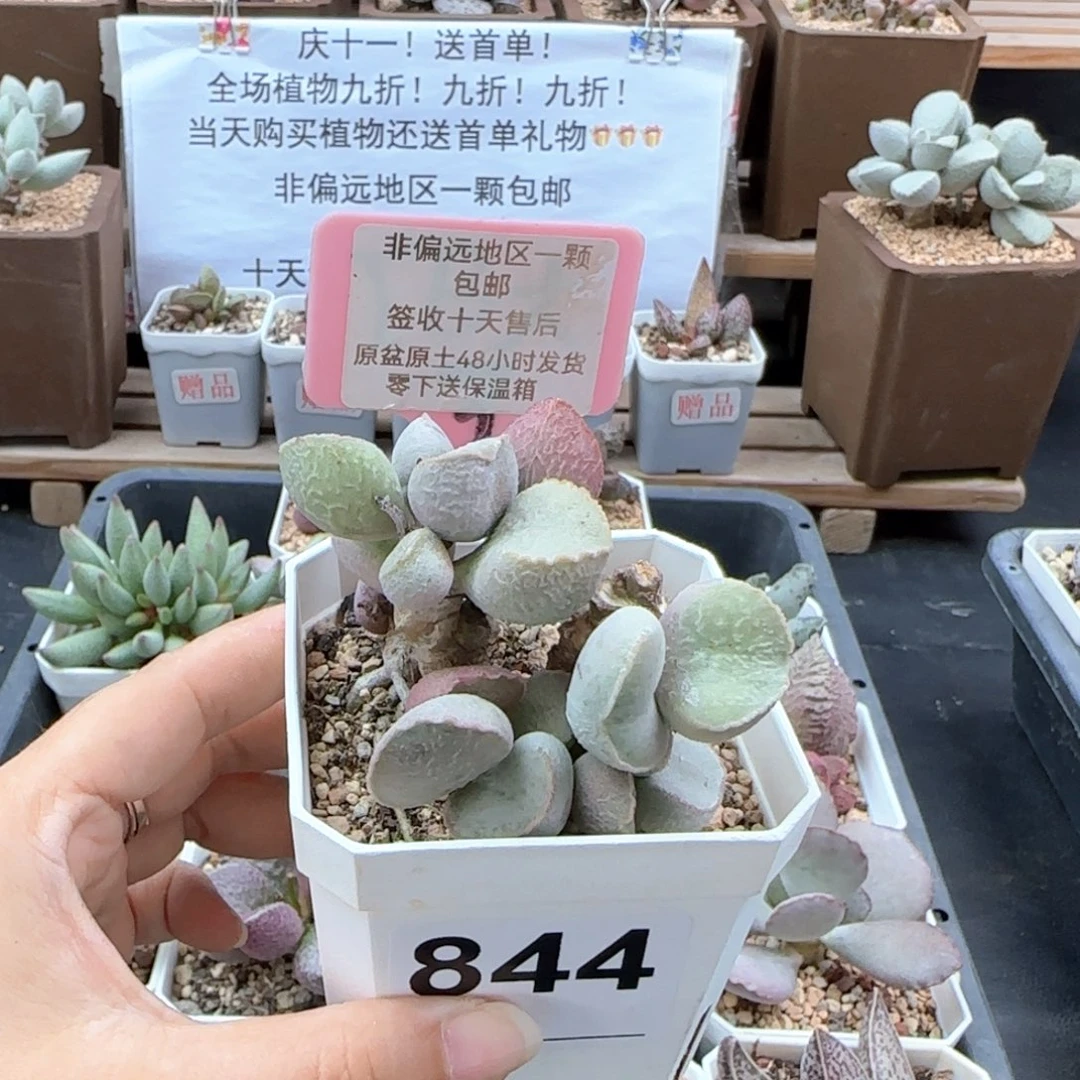 844粉雪蛋多肉植物