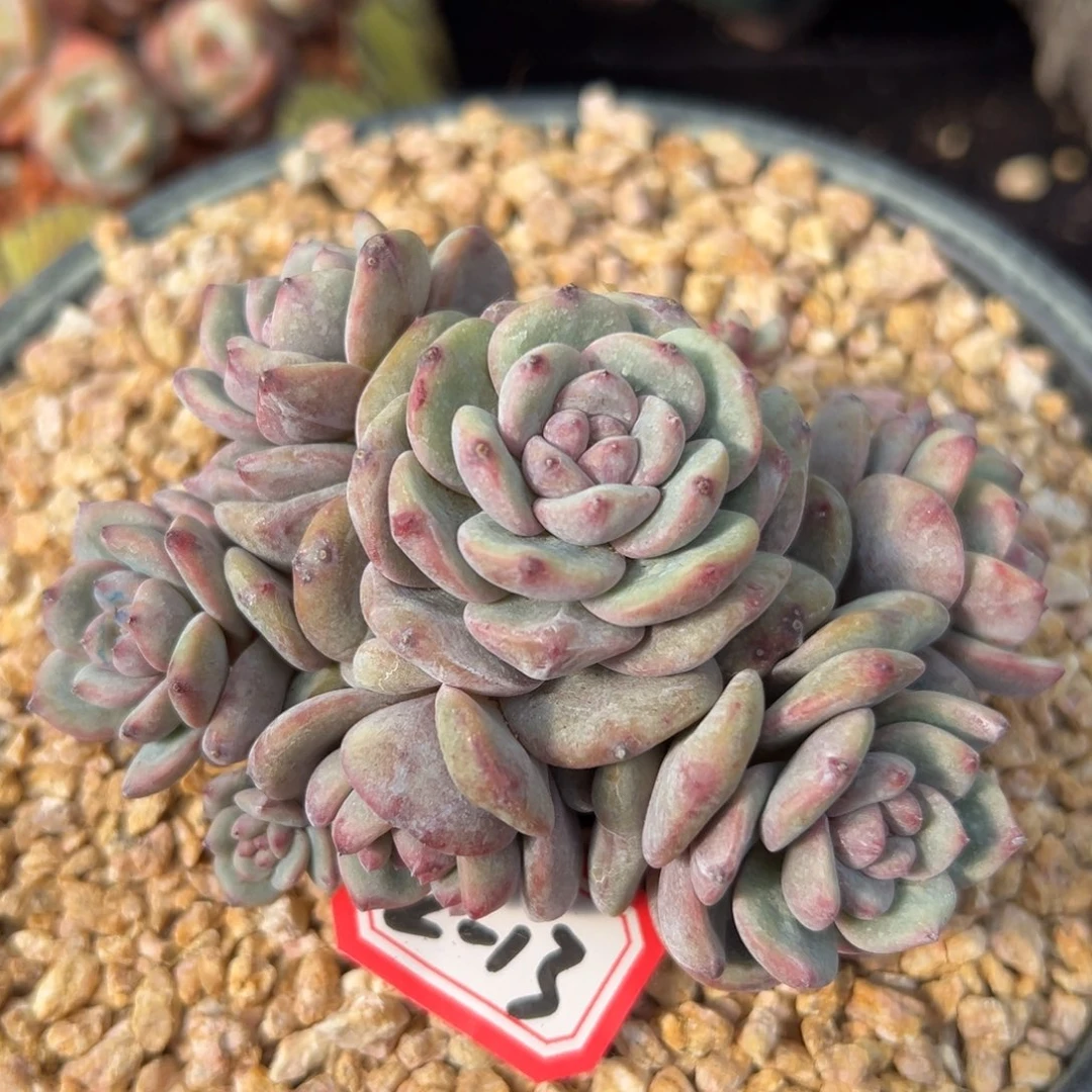 新年快乐 新年快乐