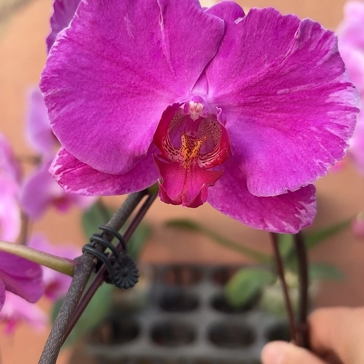 车***夏完全开放067蝴蝶兰变异