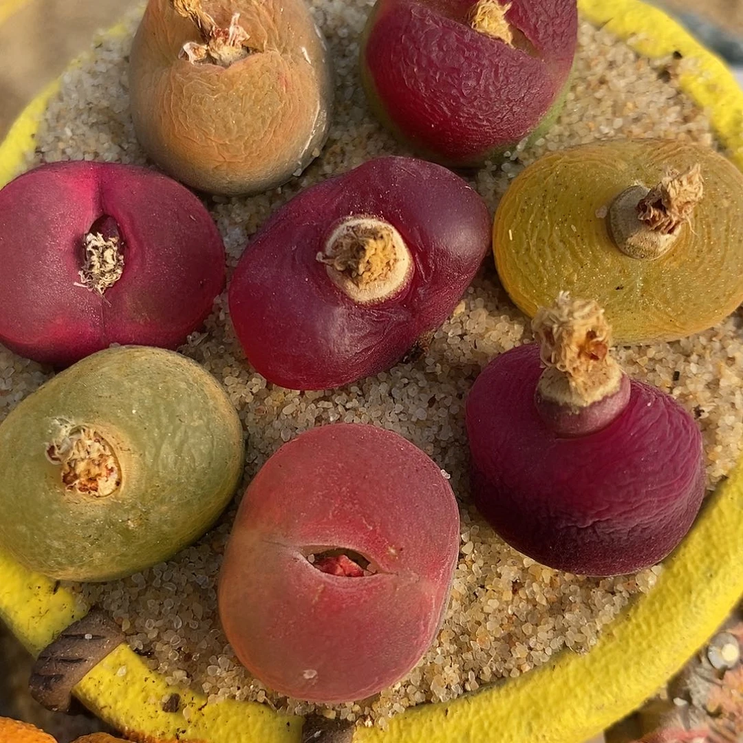 2967彩蟠桃一组。