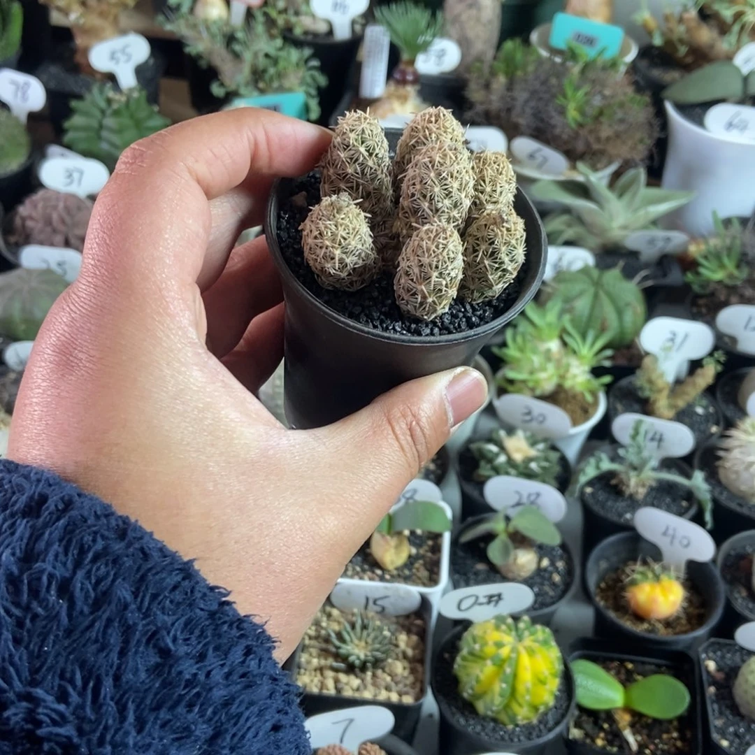 多头紫王子一物一拍