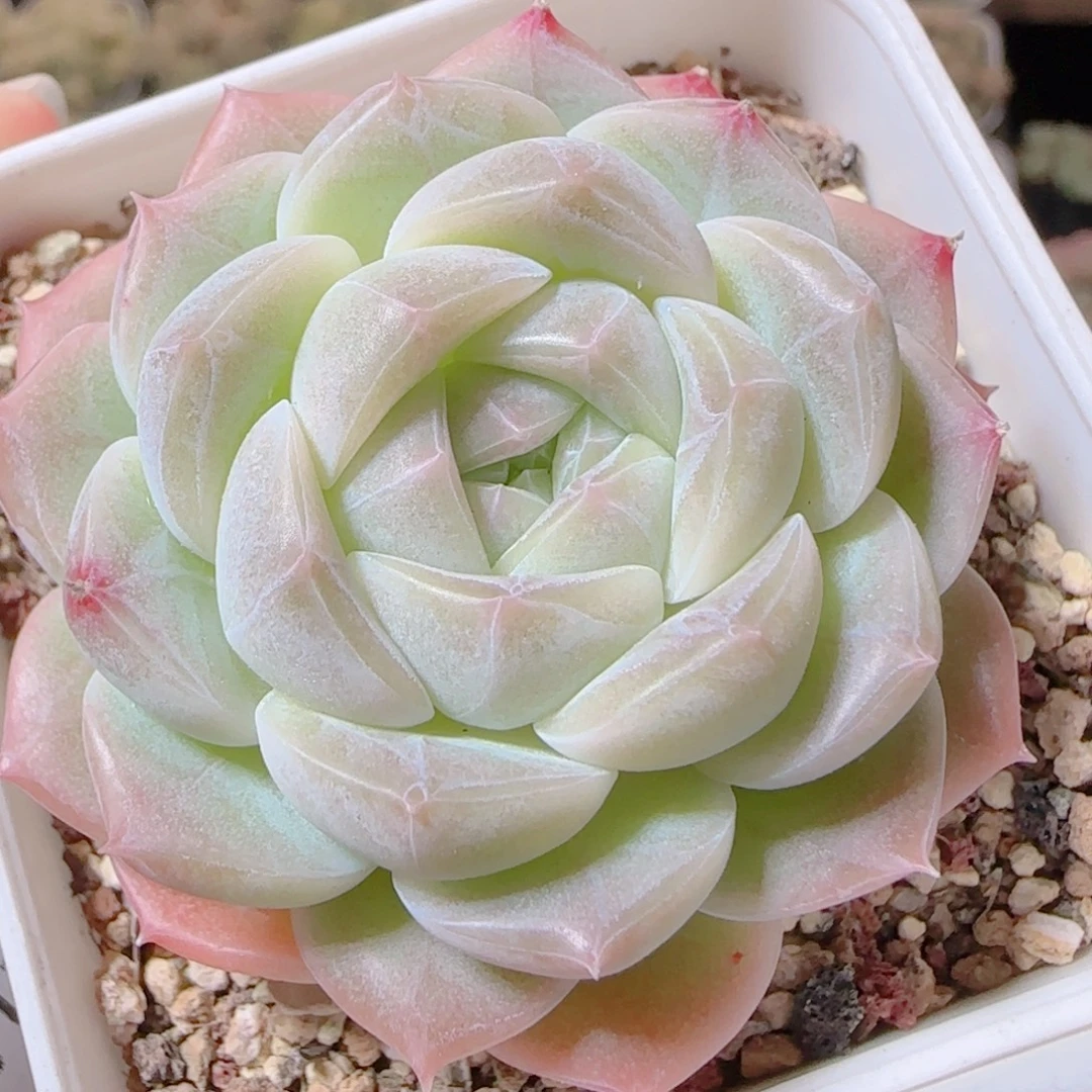 花语逸镜1117-284溏心