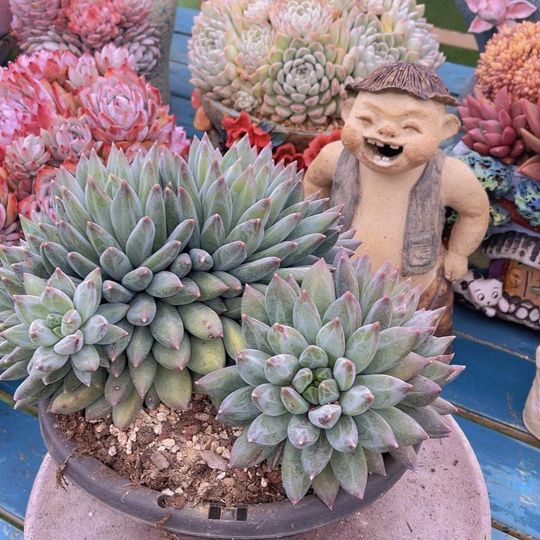 ㊗️**多肉重楼缀不带盆