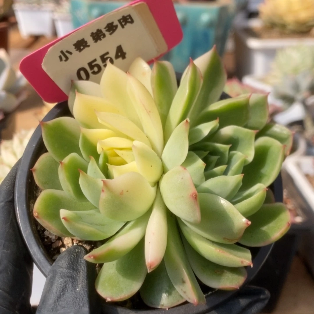 554加勒比海蓝锦锦锦锦