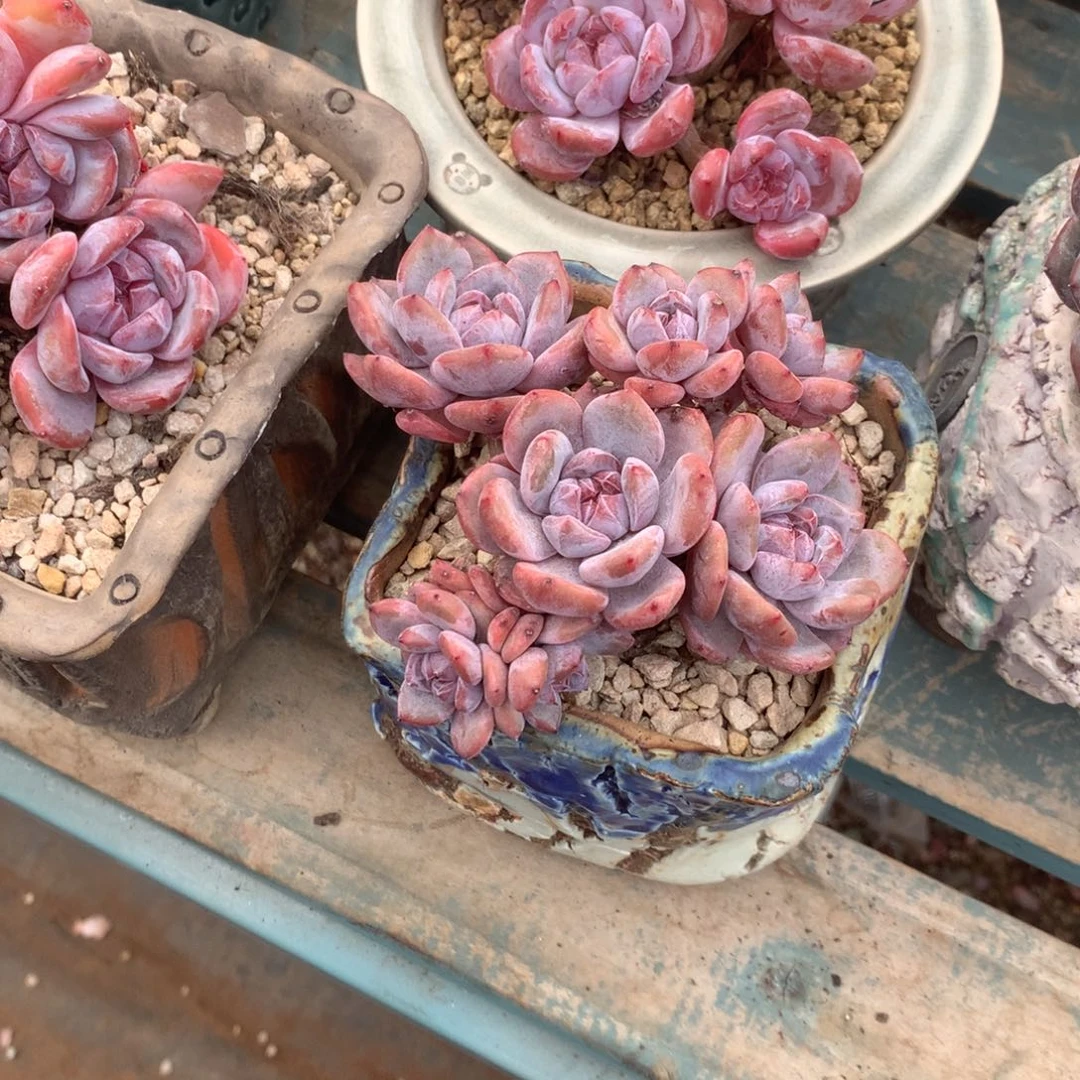 无花朵哈哈哈哈哈哈哈哈哈42