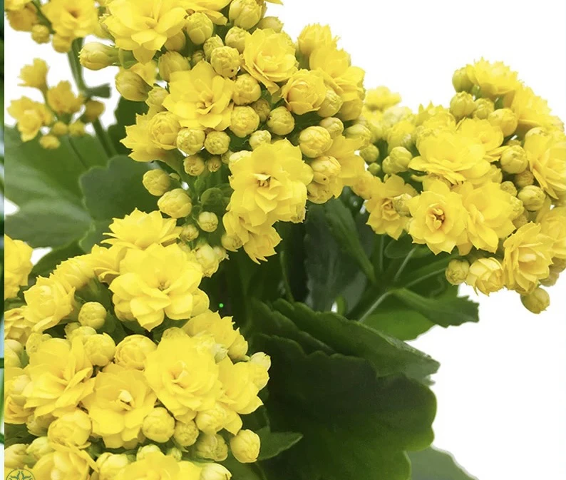 长寿花盆栽重瓣花大花带花苞金狐狸花卉植物室内花四季开花黄色系