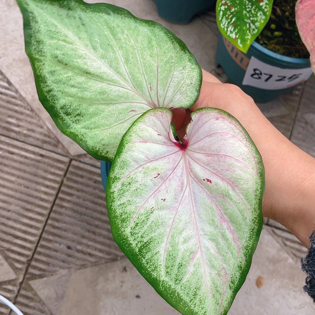 完全开放一物一拍8722