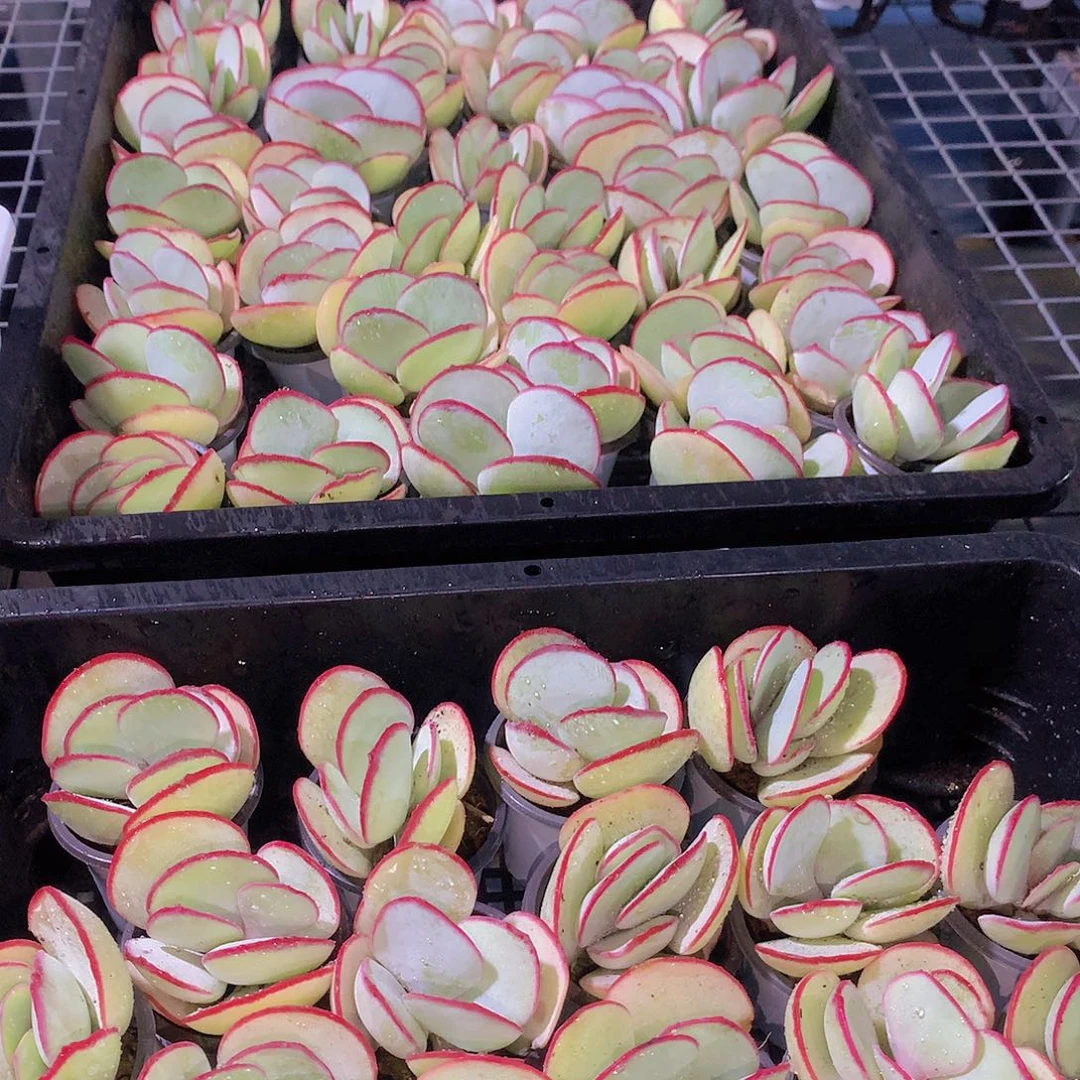 两颗白眉234678999900000