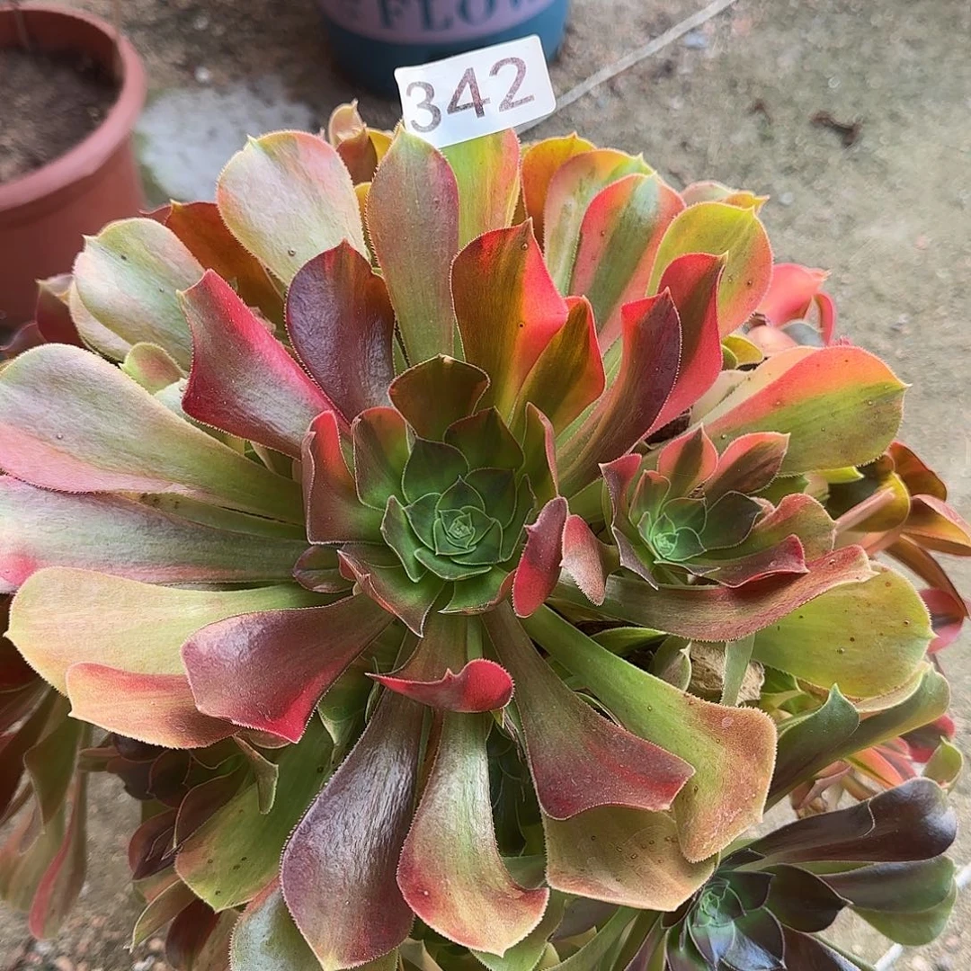 多肉植物法师七彩342