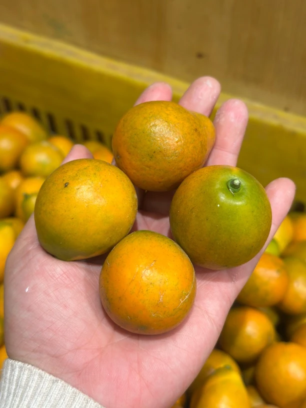 蜜蛋金桔小果一斤 免费配送到家