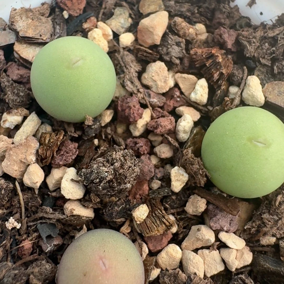 25带盆土发货鸽子蛋