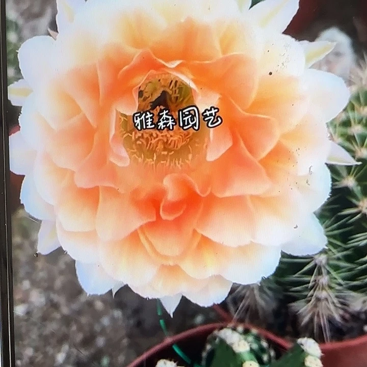 雅森531号侧芽3公分左右