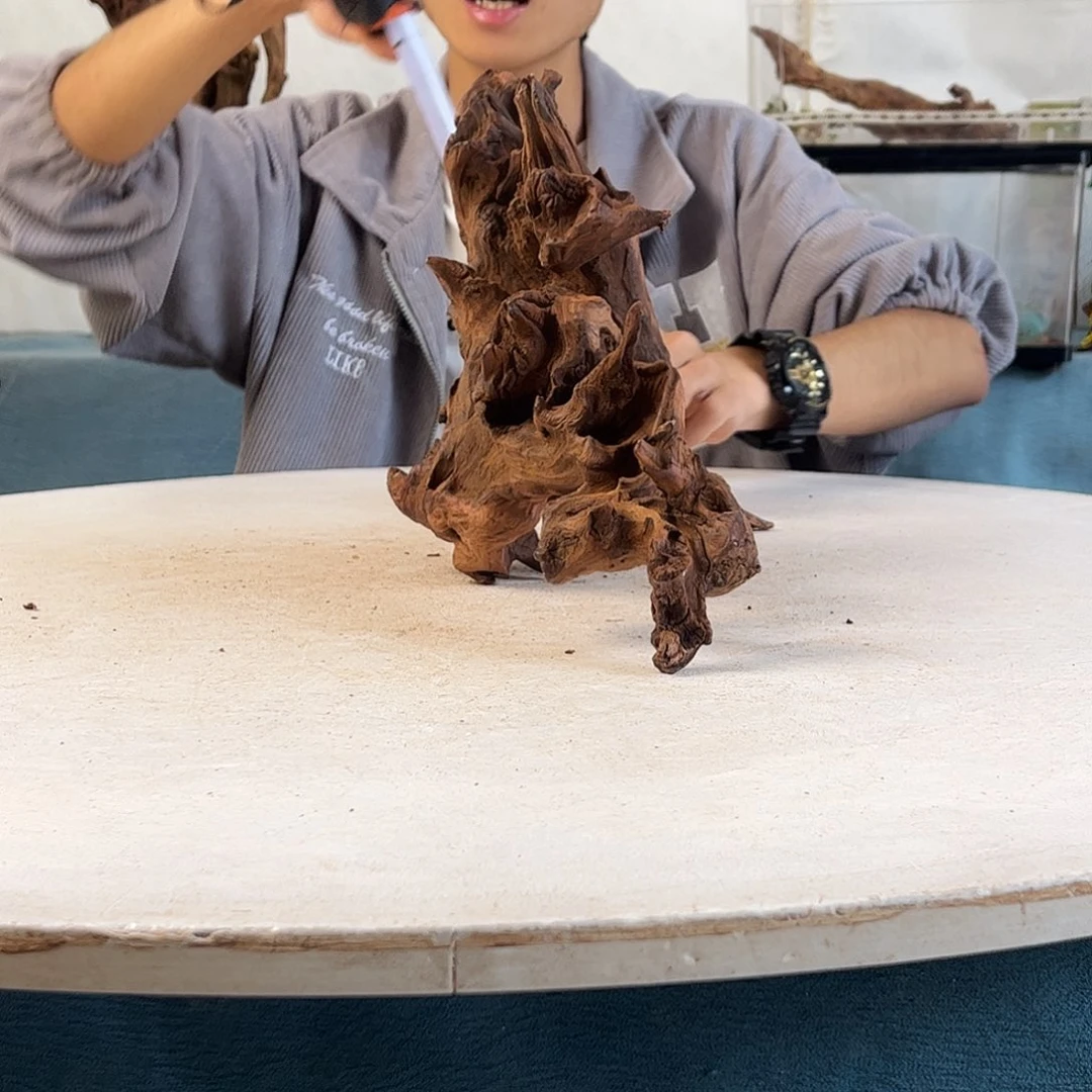 沉木造景寄居蟹造景